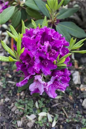 Rhododendron-Hybride 'Azurro' - Rhododendron Hybr.'Azurro' II