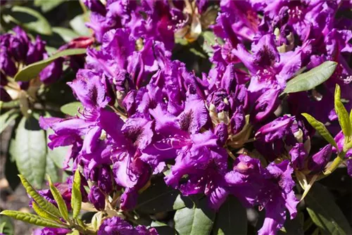 Rhododendron-Hybride 'Azurro' - Rhododendron Hybr.'Azurro' II