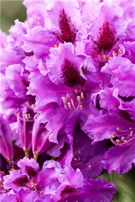 Rhododendron-Hybride 'Azurro' - Rhododendron Hybr.'Azurro' II