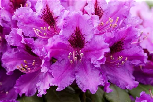 Rhododendron-Hybride 'Azurro' - Rhododendron Hybr.'Azurro' II