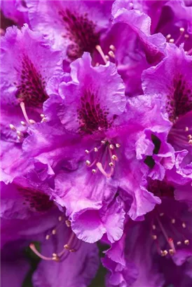 Rhododendron-Hybride 'Azurro' - Rhododendron Hybr.'Azurro' II