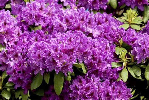 Rhododendron-Hybride 'Azurro' - Rhododendron Hybr.'Azurro' II