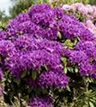 Rhododendron-Hybride 'Azurro' - Rhododendron Hybr.'Azurro' II