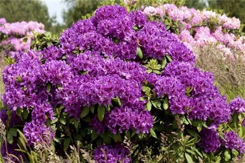 Rhododendron-Hybride 'Azurro' - Rhododendron Hybr.'Azurro' II