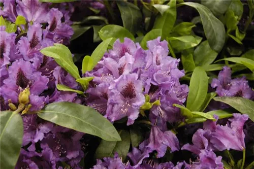 Rhododendron-Hybride 'Azurro' - Rhododendron Hybr.'Azurro' II