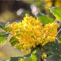 Bienenfreundliche Gehölze statt Sommerblumen