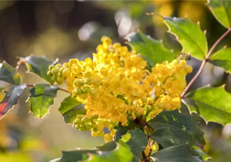 Mahonia aquifolium 'Apollo' - Zwergmahonie 'Apollo'