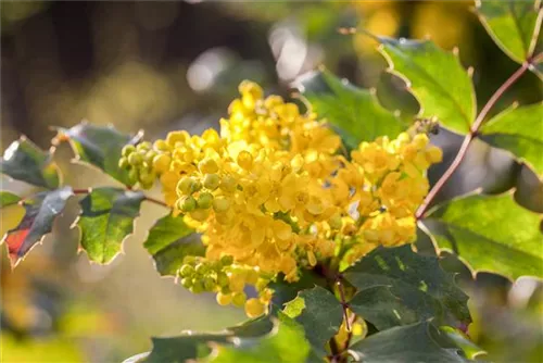 Zwergmahonie 'Apollo' - Mahonia aquifolium 'Apollo'