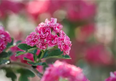 Crataegus laevigata 'Paul's Scarlet' - Baum - Echter Rotdorn