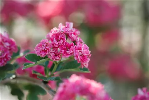 Echter Rotdorn - Crataegus laevigata 'Paul's Scarlet' - Baum