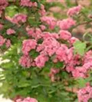 Echter Rotdorn - Crataegus laevigata 'Paul's Scarlet' - Baum