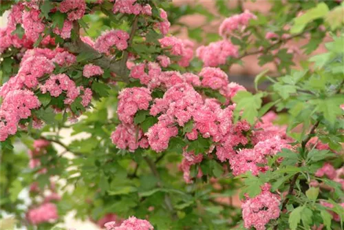 Echter Rotdorn - Crataegus laevigata 'Paul's Scarlet' - Baum