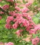 Echter Rotdorn - Crataegus laevigata 'Paul's Scarlet' - Baum