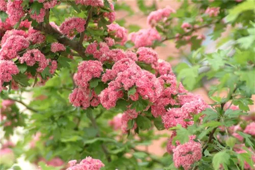 Echter Rotdorn - Crataegus laevigata 'Paul's Scarlet' - Baum