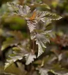 Fasanenspiere 'Red Baron' - Physocarpus opulifolius 'Red Baron'