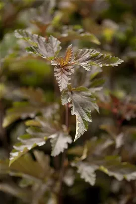 Fasanenspiere 'Red Baron' - Physocarpus opulifolius 'Red Baron'