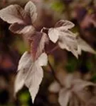 Fasanenspiere 'Red Baron' - Physocarpus opulifolius 'Red Baron'