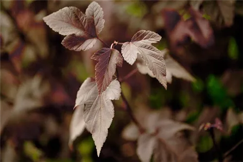 Fasanenspiere 'Red Baron' - Physocarpus opulifolius 'Red Baron'