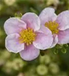 Fingerstrauch 'Princess' -R- - Potentilla 'Princess' -R-