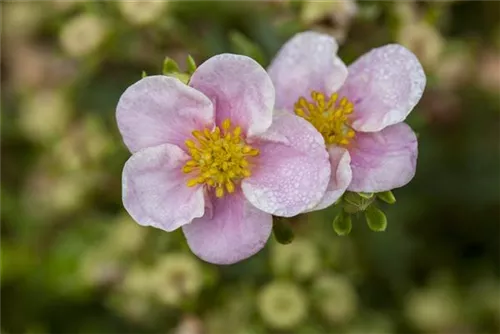 Fingerstrauch 'Princess' -R- - Potentilla 'Princess' -R-