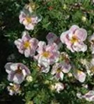 Fingerstrauch 'Princess' -R- - Potentilla 'Princess' -R-