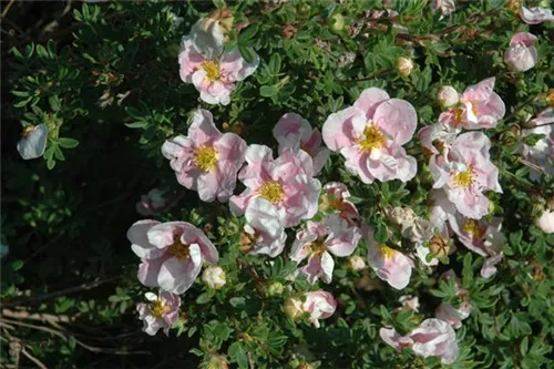 Fingerstrauch 'Princess' -R- - Potentilla 'Princess' -R-