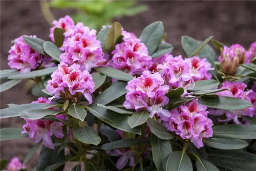 Rhododendron-Hybride 'Belami' -R- - Rhododendron Hybr.'Belami' -R- IV