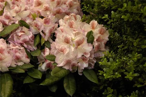 Rhododendron-Hybride 'Belami' -R- - Rhododendron Hybr.'Belami' -R- IV