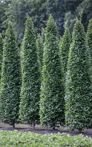 Carpinus betulus 'Fastigiata' - Formgehölze