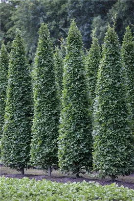 Pyramiden-Hainbuche - Carpinus betulus 'Fastigiata' - Formgehölze