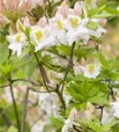 Sommergrüne Azalee 'Persil' - Rhododendron lut.'Persil' II