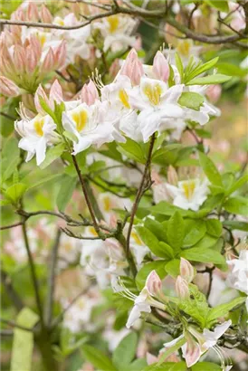 Sommergrüne Azalee 'Persil' - Rhododendron lut.'Persil' II