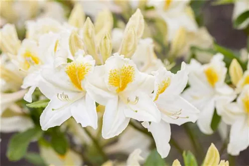 Sommergrüne Azalee 'Persil' - Rhododendron lut.'Persil' II