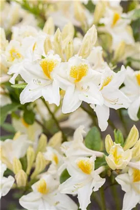 Sommergrüne Azalee 'Persil' - Rhododendron lut.'Persil' II