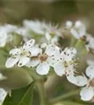 Apfeldorn - Crataegus lavallei 'Carrierei'