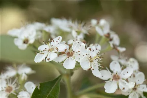 Apfeldorn - Crataegus lavallei 'Carrierei'