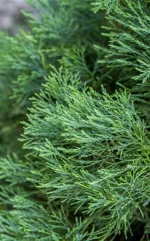 Juniperus chin.'Spartan'