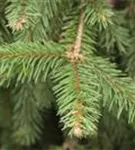 Zapfenfichte - Picea abies 'Acrocona'