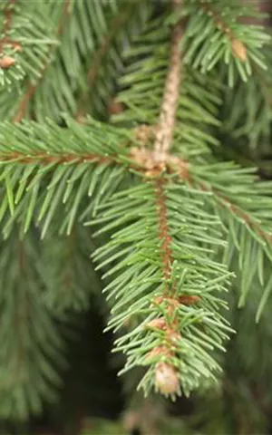 Picea abies 'Acrocona'