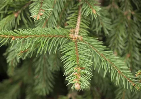 Picea abies 'Acrocona' - Zapfenfichte