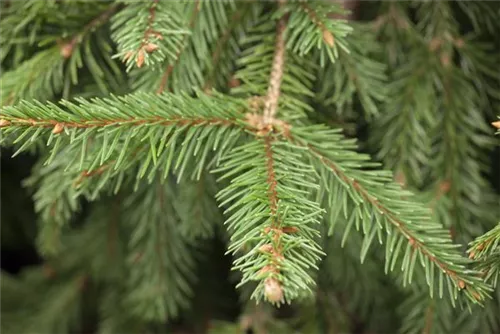 Zapfenfichte - Picea abies 'Acrocona'