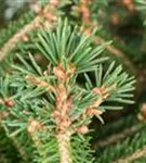 Rotfichte - Picea abies