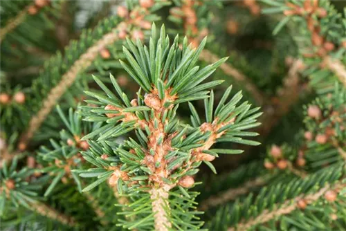 Rotfichte - Picea abies