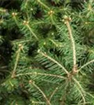 Rotfichte - Picea abies