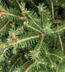 Rotfichte - Picea abies