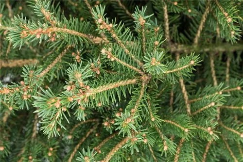 Rotfichte - Picea abies