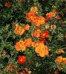 Fingerstrauch 'Red Ace' - Potentilla 'Red Ace'