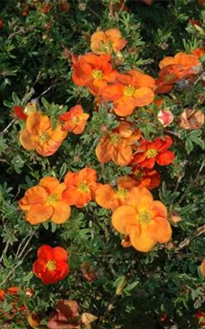 Potentilla fruticosa 'Red Ace'