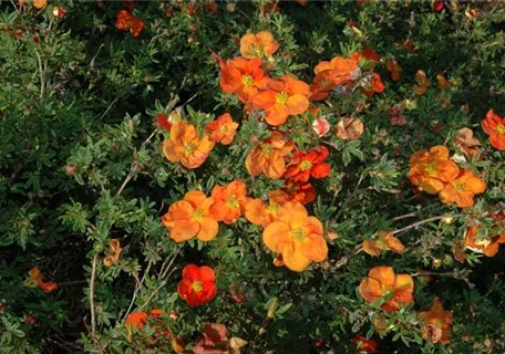 Potentilla fruticosa 'Red Ace' - Fingerstrauch 'Red Ace'