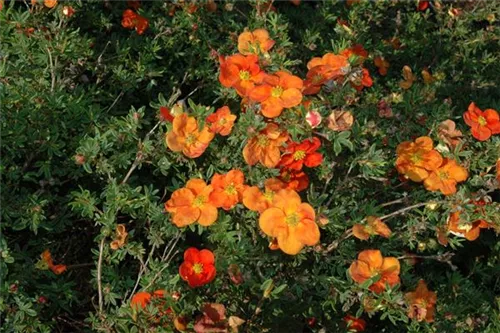 Fingerstrauch 'Red Ace' - Potentilla 'Red Ace'